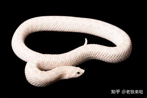 夢見白色的蛇